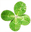 jeevanam