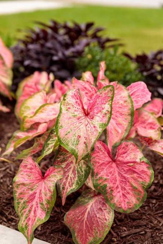 Caladium