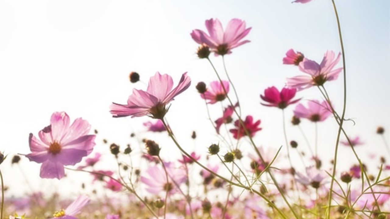 Plant Nursery: Bringing Nature Closer to Your Home