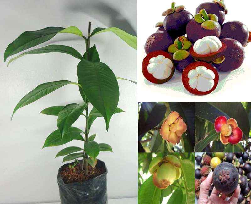 Mangosteen (Mesta)