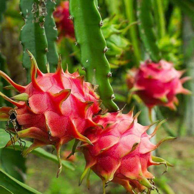 Dragon Fruit (American Beauty)