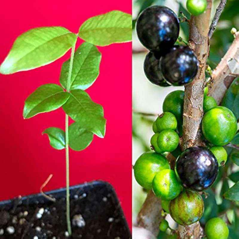 Jaboticaba (Sabara)