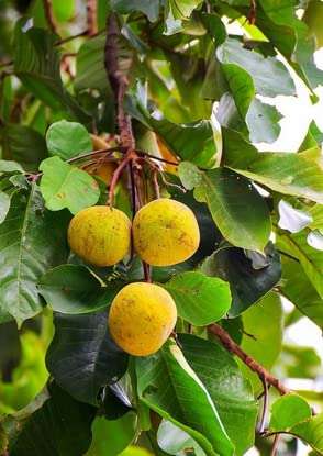 Santol (Sweet Santol)