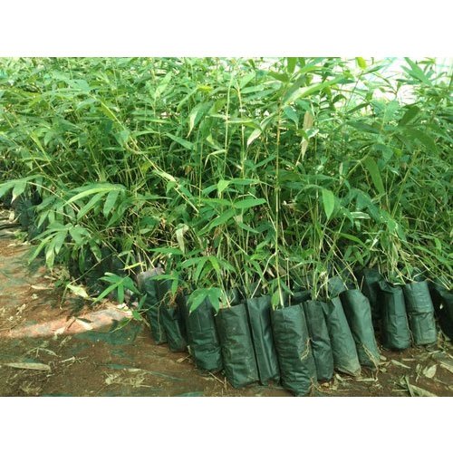 Bheema Bamboo