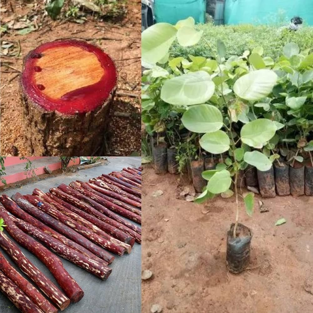 Red Sandalwood (Rakta Chandanam)