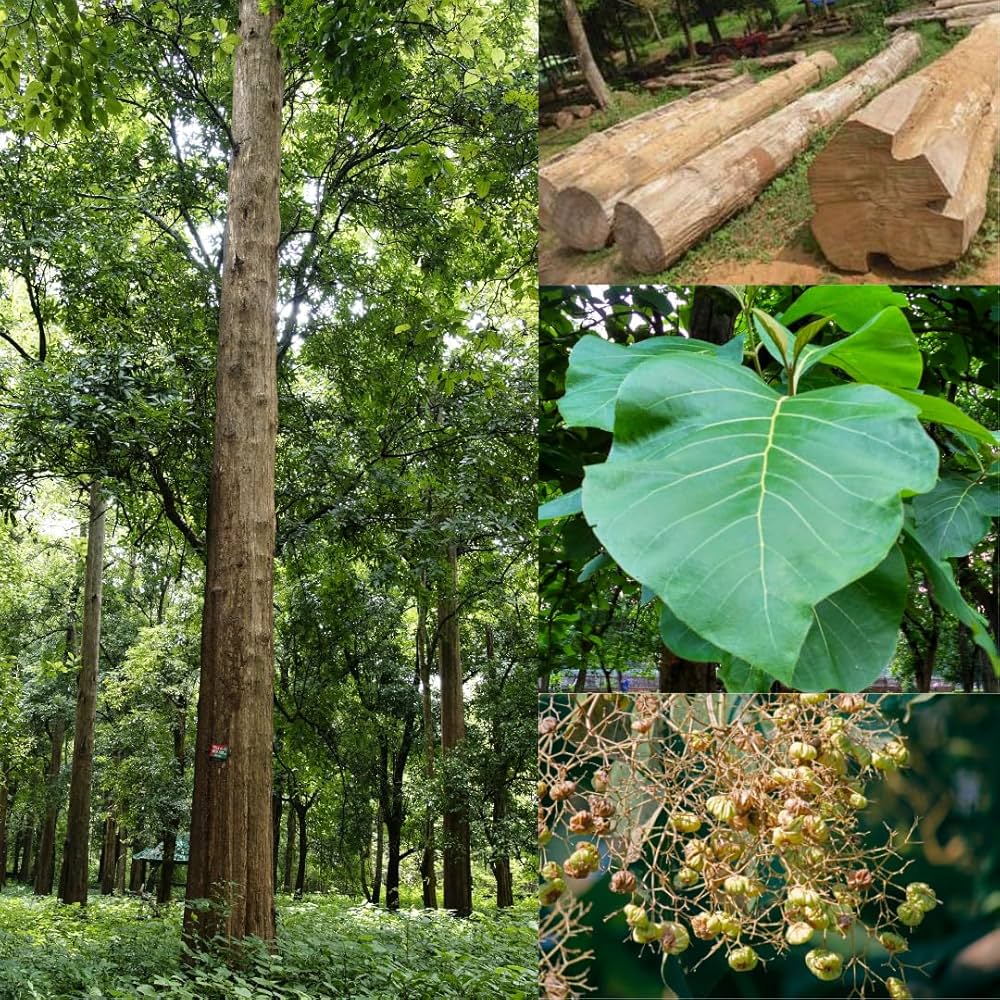 Teak (Nilambur)
