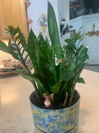 Snake Plant & ZZ Plant