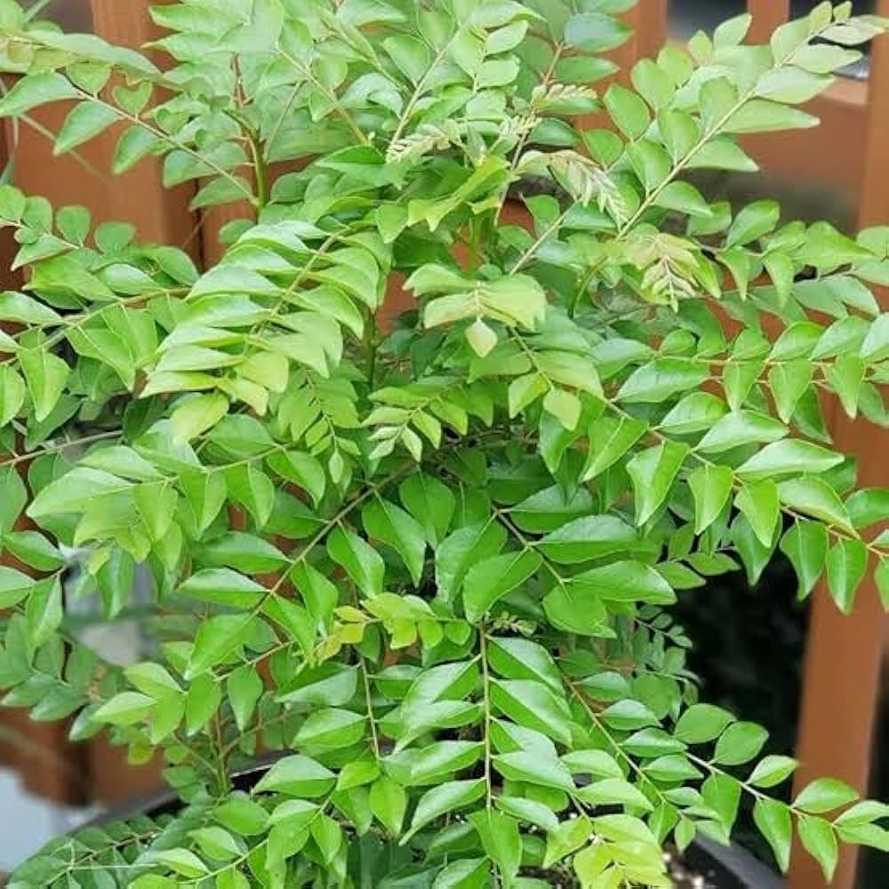 Murraya (Curry Leaf Hedge)