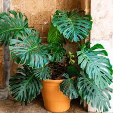 Monstera & Philodendron