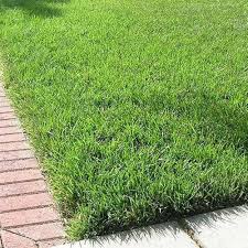 Mexican Grass