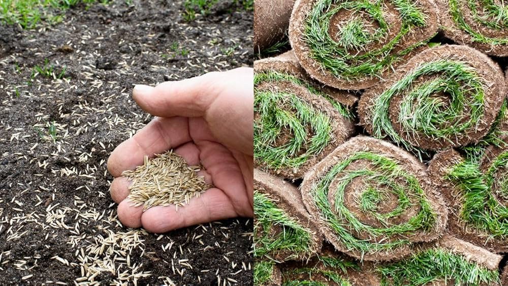 Korean Grass (Nilgiri)