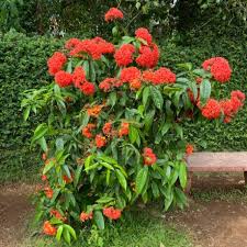 Ixora (Thechi)