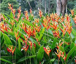 Heliconia