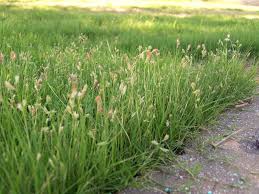 Buffalo Grass