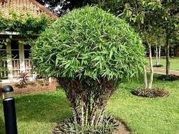 Bamboo (Buddha Belly)