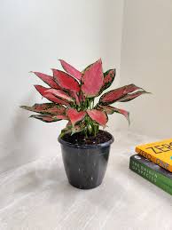 Aglaonema (Red Valentine)