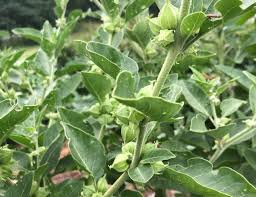 Ashwagandha