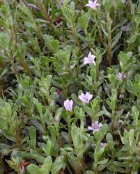 Brahmi