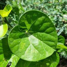 Giloy (Chittruthu)