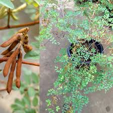 Neelayamari (Indigo)