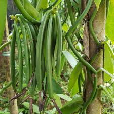 Vanilla (Planifolia)