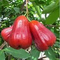 Water Apple (Red Thai/King Kong)