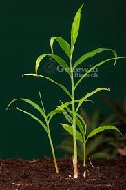 Ginger (IISR Varada)