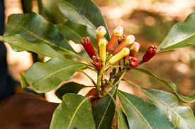 Clove (Zanzibar)