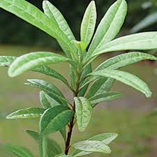 Allspice (Sarvasugandhi)