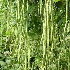 Yard Long Bean (Vellayani Jyothika)