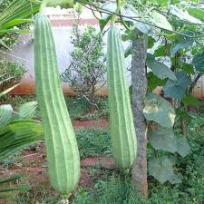 Ridge Gourd