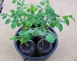 Moringa (PKM-1 Dwarf)