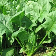 Leafy Greens (Cheera/Palak)