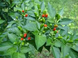 Kanthari Chilli