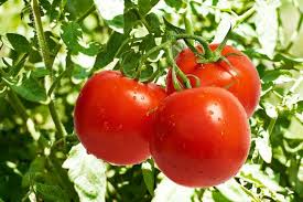 Hybrid Tomato (Arka Rakshak)