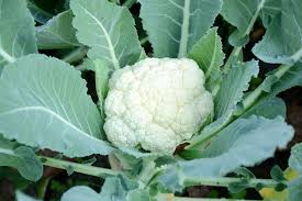 Cruciferous (Cabbage/Cauliflower)