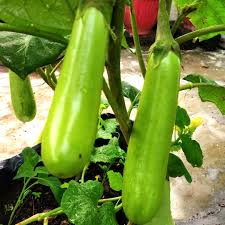 Brinjal (Haritha/Neelima)