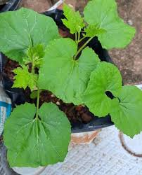 Bitter Gourd (Priya/Preethi)