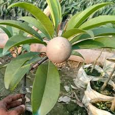 Sapota (Cricket Ball/Kalipatti)