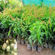 Mango (Miyazaki/Thai All-Season)